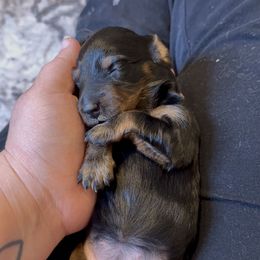 Dachshund Puppies from Birkin’ Paws