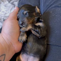 Dachshund Puppies from Birkin’ Paws