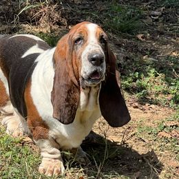 Elroy - Basset Hound