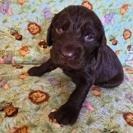 Light Blue - Liver male Boykin Spaniel puppy in Midland, Michigan from Ives Heritage Homestead