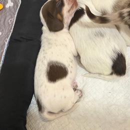 Dina - Piebald female Dachshund puppy in Sterling, Colorado from Country Chics Doxies