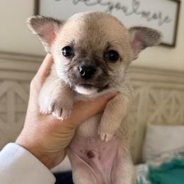 Marv - Fawn male Chihuahua puppy in Spring Hill, Florida from Stardom Chihuahuas & CKCS