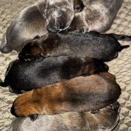 Dutch Shepherd Puppies from Oak Creek K9