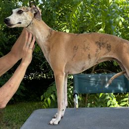 Autumn - Whippet