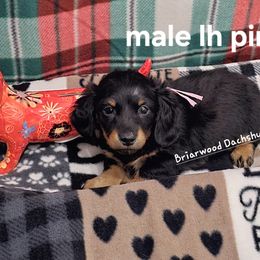 Dachshund Puppies from Briarwood Dachshunds
