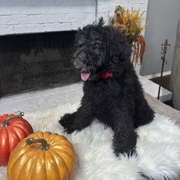 Bruce - Black male Goldendoodle puppy in Arlington, Texas from Chambers Doodle Patch
