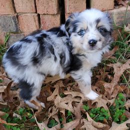 Australian Shepherd, Miniature Australian Shepherd, and Toy Australian Shepherd Puppies from Rumour Has It Aussies
