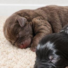 Henry - Brown male Newfoundland puppy in Bernville, Pennsylvania from Mufasa's Pride (Newfoundland breeder)