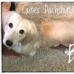 Brady - Dachshund