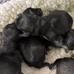Girl 2 - Miniature Schnauzer puppy in Pottstown, Pennsylvania from Bandwagon Miniature Schnauzers