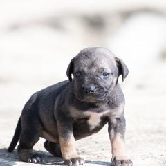 Dirty fawn girl - Fawn female Perro de Presa Canario puppy in Leitchfield, Kentucky from Rey Gladiador Presa Canario