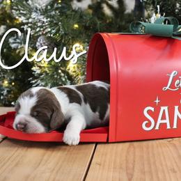 Claus - Liver white and roan male English Springer Spaniel puppy in Barnstead, New Hampshire from C & S Farms