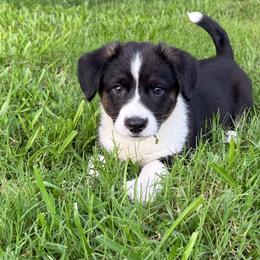 Knox - Black and white male Cardigan Welsh Corgi puppy in Hope, Arkansas from Foxy Knoll Farm