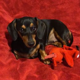 Stormy - Dachshund