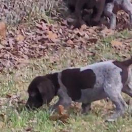 German Shorthaired Pointer Puppies from Stoney Fork German Shorthaired Pointers