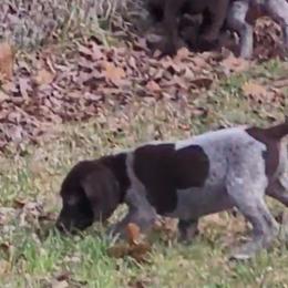 German Shorthaired Pointer Puppies from Stoney Fork German Shorthaired Pointers