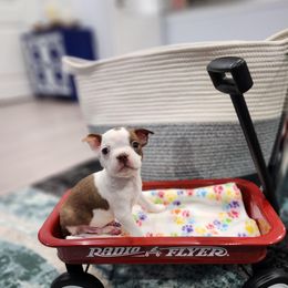 Boston Terrier Puppies from Tallulahs Boston babes