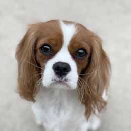 Reese - Cavalier King Charles Spaniel