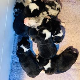 Beau - Black tri-color male Australian Shepherd puppy in Ashland, Ohio from SS Australian Shepherds