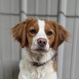 Rory - French Brittany