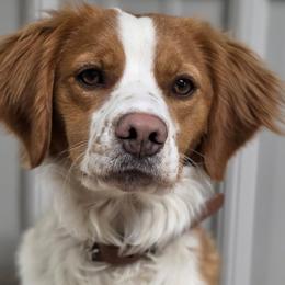 Rory - French Brittany