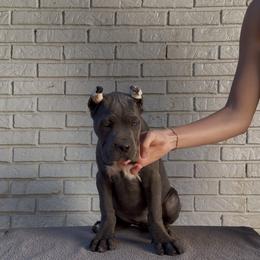 Gray Female - Gray female Cane Corso puppy in Knoxville, Tennessee from Crowned Corso