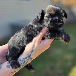 Romeo - Red male Shih Tzu puppy in Lancaster, Ohio from Wandering Tzu