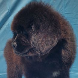 Harley (Green) - Black female Newfoundland puppy in Winfield, Pennsylvania from Najuananlo Newfoundlands