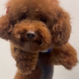 Ruby Redd - Poodle