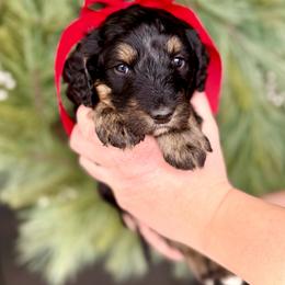Girl 1 - Phantom female Bernedoodle puppy in Salt Lake County, Utah from Coco Avenue Pups