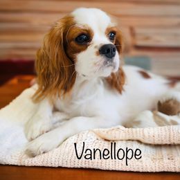 Vanellope - Cavalier King Charles Spaniel