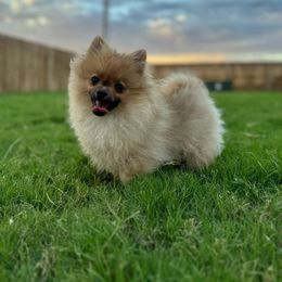 Boy 3 - Orange Pomeranian puppy in Abilene, Texas from Blessedpoms