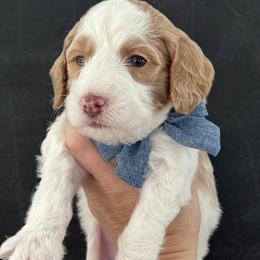 Blitz - Parti male Goldendoodle puppy in Escalon, California from Miley&Co.