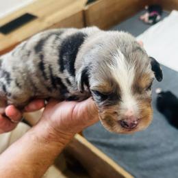 Stapleton - Blue merle male Australian Shepherd puppy in Mckenzie, Tennessee from Whispering Iris Aussies