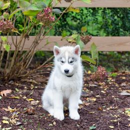 Siberian Husky Puppies from Zobela Siberians