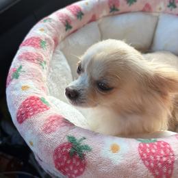 Story - Chihuahua