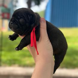 Willie - Brindle male French Bulldog puppy in Ashland, Ohio from HazyDayFrenchies