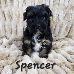 Spencer - Black and tan male Yorkshire Terrier puppy in Adair, Oklahoma from Phillippe's Puppy Paws