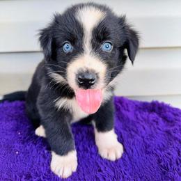 Smokey - Black & white male Australian Shepherd puppy in Charlotte, North Carolina from Awesome Aussies