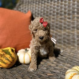 Aussiedoodle and Bernedoodle Puppies from Magnolia Grove Farms