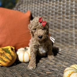 Aussiedoodle and Bernedoodle Puppies from Magnolia Grove Farms