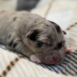 Negan - Blue merle male Australian Shepherd puppy in Nicholasville, Kentucky from Sugar Creek Aussies
