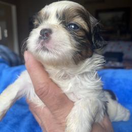 Hazel - Liver and white female Shih Tzu puppy in Troy, Michigan from "Shihtzu Best Friend"