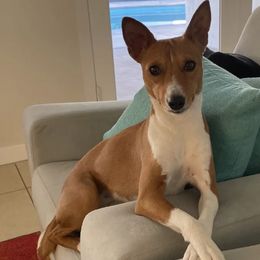 Basenjis from Coachella Valley Basenjis