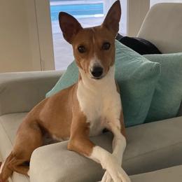 Basenjis from Coachella Valley Basenjis