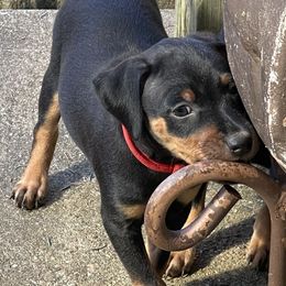 Miniature Pinscher All Grown Up from Choctaw Min Pins