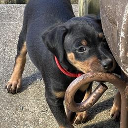 Miniature Pinscher All Grown Up from Choctaw Min Pins