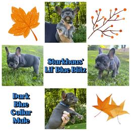 Starkhaus' Lil' Blue Blitz - Blue male French Bulldog puppy in Pomfret Center, Connecticut from Starkhaus Rottweilers & Frenchies