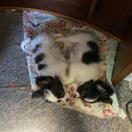Papillon Puppies from Heise Papillons