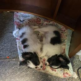 Papillon Puppies from Heise Papillons